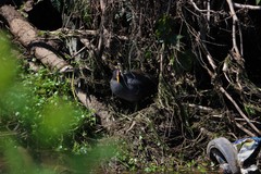 Fulica rufifrons