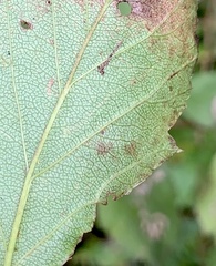 Parornix inusitatumella