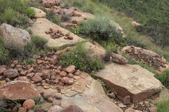 Pelargonium multicaule multicaule