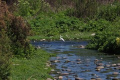 Egretta thula thula