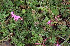 Pelargonium multicaule multicaule