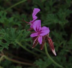 Pelargonium multicaule multicaule