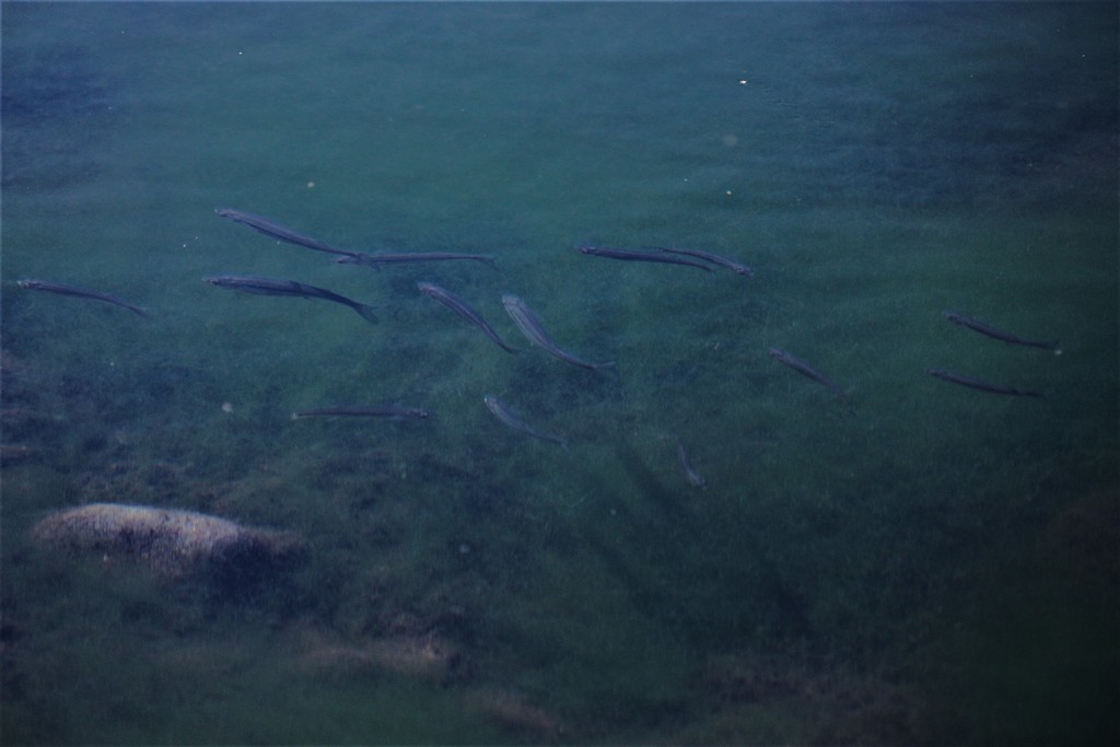 Chilean silverside (Basilichthys australis) — Atherinopsidae