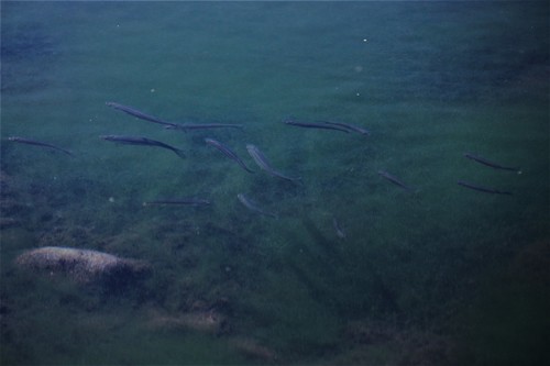 Chilean silverside (Basilichthys australis) — Atherinopsidae