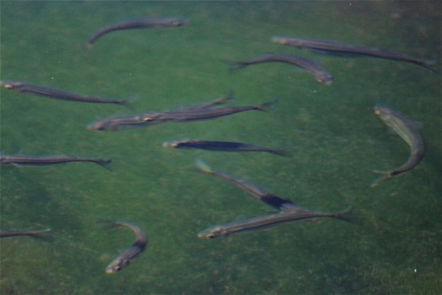 Smallscale silverside (Basilichthys microlepidotus) — Atherinopsidae — 4