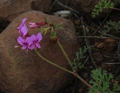 Pelargonium multicaule multicaule