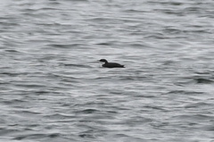 Synthliboramphus craveri