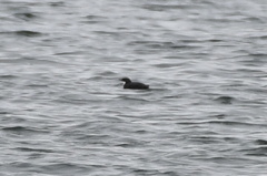 Synthliboramphus craveri