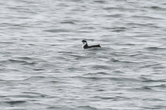 Synthliboramphus craveri