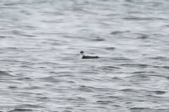 Synthliboramphus craveri