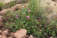 Pelargonium multicaule multicaule