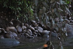 Zonotrichia capensis chilensis