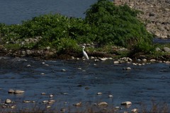 Egretta thula thula