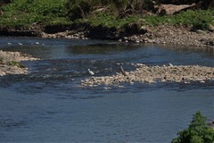 Egretta thula thula