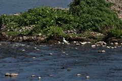 Egretta thula thula