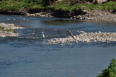 Nycticorax nycticorax obscurus