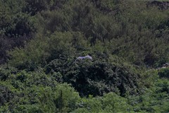 Nycticorax nycticorax obscurus