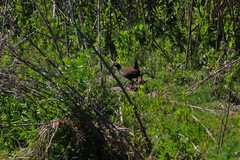 Pardirallus sanguinolentus landbecki