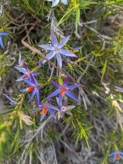 Calectasia