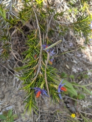 Calectasia