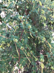 Bossiaea lenticularis