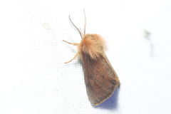 Spilosoma pteridis