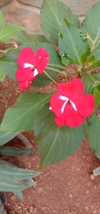 Impatiens walleriana