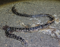 Lycodon flavozonatus