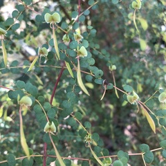 Bossiaea lenticularis
