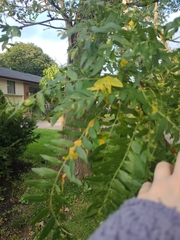 Gleditsia triacanthos