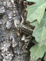 Sceloporus olivaceus