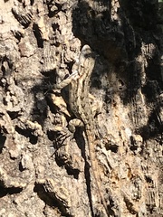 Sceloporus olivaceus