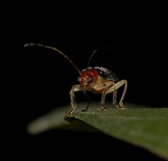 Trichobalya bowringii