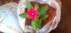 Catharanthus roseus
