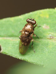 Parydra aquila
