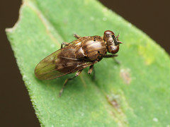Parydra aquila