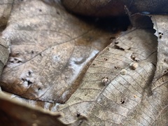 Insecta