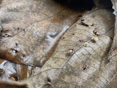 Insecta