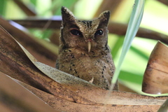 Otus lempiji