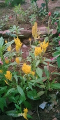 Celosia argentea plumosa