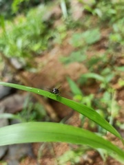 Diptera