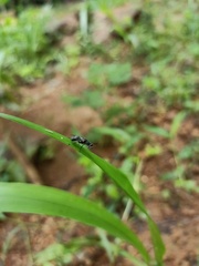 Diptera
