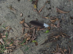 Streptopelia tranquebarica