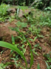 Diptera