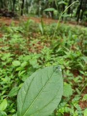 Condylostylus