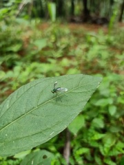 Condylostylus