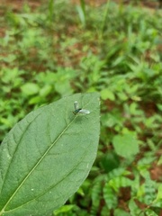 Condylostylus