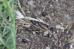 Armadillidium vulgare