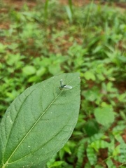Condylostylus