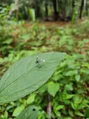 Condylostylus